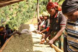 Producteur de café - Burundi Rama